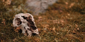 Animal skull in desolate field